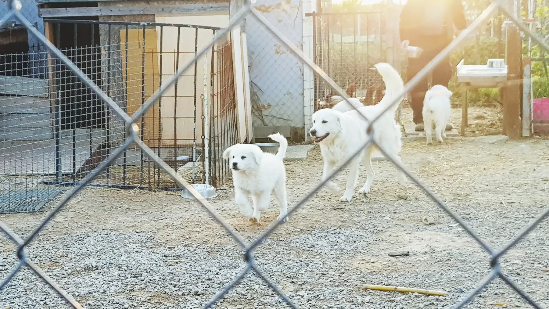 Jak projektować miejsca kwarantanny zwierząt zgodnie z przepisami — kluczowe wskazówki