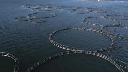 Transport i wymiana wody w akwakulturze — przepisy i pomysły projektowe